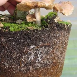 Mykorrhiza Spezial Birke, 500ml -Mini Wald Verkauf dh1mykbi5003