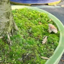 Mykorrhiza Spezial Birke, 500ml -Mini Wald Verkauf dh1mykbi5004