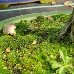 Mykorrhiza L Zur Bodenbeimpfung, 250ml -Mini Wald Verkauf dh2mykl2504