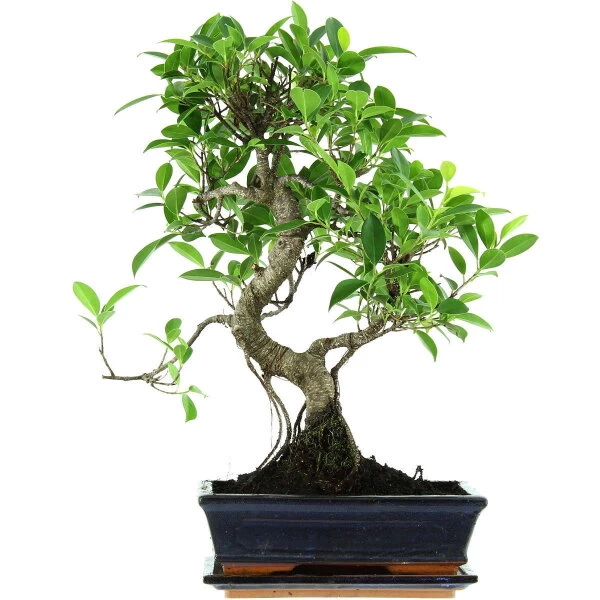 Banyanfeige, Bonsai, 11 Jahre, 53cm 3 Banyanfeige, Bonsai, 11 Jahre, 53cm