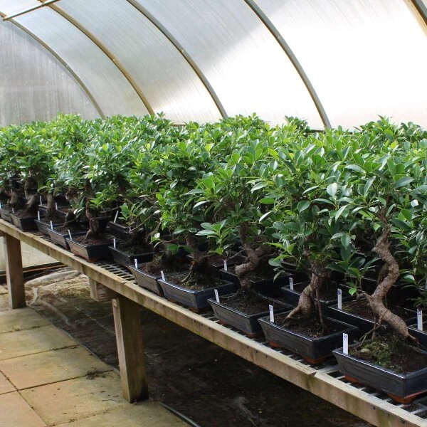 Banyanfeige, Bonsai, 11 Jahre, 53cm 4 Banyanfeige, Bonsai, 11 Jahre, 53cm – Bild 2