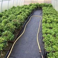 Banyanfeige, Bonsai, 11 Jahre, 53cm 7 Banyanfeige, Bonsai, 11 Jahre, 53cm -Mini Wald Verkauf ificret111 023