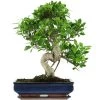 Banyanfeige, Bonsai, 14 Jahre, 58cm 1 Banyanfeige, Bonsai, 14 Jahre, 58cm -Mini Wald Verkauf ificret141 06