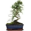 Chinesische Ulme, Bonsai, 11 Jahre, 41cm -Mini Wald Verkauf iulmpar111 49