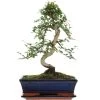 Chinesische Ulme, Bonsai, 11 Jahre, 40cm -Mini Wald Verkauf iulmpar111 61
