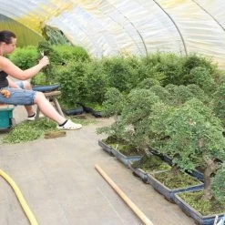 Chinesische Ulme, Bonsai, 11 Jahre, 40cm -Mini Wald Verkauf iulmpar111 614