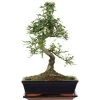 Chinesische Ulme, Bonsai, 11 Jahre, 42cm -Mini Wald Verkauf iulmpar111 95