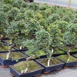 Neue Produkte -Mini Wald Verkauf iulmpar111 953