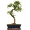 Chinesische Ulme, Bonsai, 12 Jahre, 52cm 1 Chinesische Ulme, Bonsai, 12 Jahre, 52cm -Mini Wald Verkauf iulmpar121 27