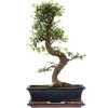 Chinesische Ulme, Bonsai, 12 Jahre, 50cm -Mini Wald Verkauf iulmpar121 99