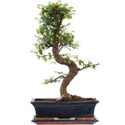 Chinesische Ulme, Bonsai, 12 Jahre, 50cm