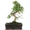 Chinesische Ulme, Bonsai, 12 Jahre, 45cm 2 Chinesische Ulme, Bonsai, 12 Jahre, 45cm -Mini Wald Verkauf iulmpar122 16