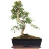 Chinesische Ulme, Bonsai, 12 Jahre, 44cm -Mini Wald Verkauf iulmpar123 05