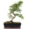 Chinesische Ulme, Bonsai, 12 Jahre, 44cm -Mini Wald Verkauf iulmpar123 27