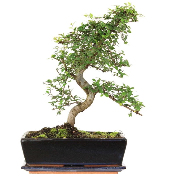 Chinesische Ulme, Bonsai, 12 Jahre, 44cm 3 Chinesische Ulme, Bonsai, 12 Jahre, 44cm