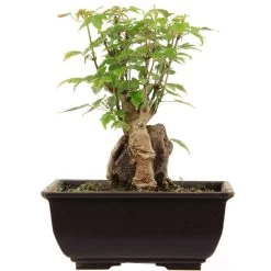 Dreispitzahorn, Bonsai, 9 Jahre, 22cm