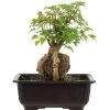 Dreispitzahorn, Bonsai, 11 Jahre, 25cm -Mini Wald Verkauf oacebue111 06
