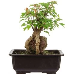 Dreispitzahorn, Bonsai, 11 Jahre, 25cm