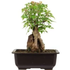 Dreispitzahorn, Bonsai, 11 Jahre, 26cm