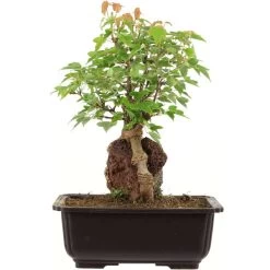 Dreispitzahorn, Bonsai, 11 Jahre, 29cm