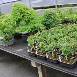 Dreispitzahorn, Bonsai, 11 Jahre, 29cm -Mini Wald Verkauf oacebue112 033