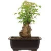 Dreispitzahorn, Bonsai, 11 Jahre, 28cm -Mini Wald Verkauf oacebue112 21