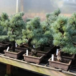 Neue Produkte -Mini Wald Verkauf opinpar141 322