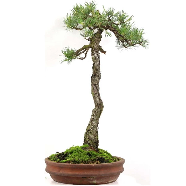 Japanische Mädchenkiefer, Bonsai, 45 Jahre, 64cm 3 Japanische Mädchenkiefer, Bonsai, 45 Jahre, 64cm