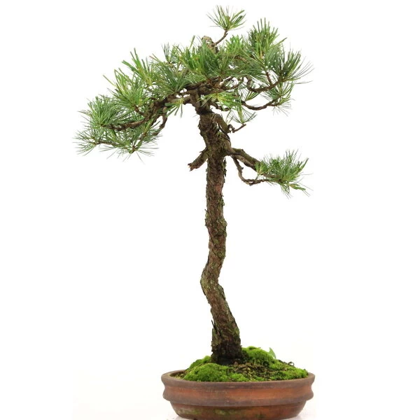 Japanische Mädchenkiefer, Bonsai, 45 Jahre, 64cm 4 Japanische Mädchenkiefer, Bonsai, 45 Jahre, 64cm – Bild 2