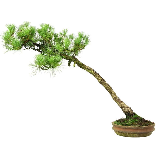 Japanische Mädchenkiefer, Bonsai, 45 Jahre, 64cm 6 Japanische Mädchenkiefer, Bonsai, 45 Jahre, 64cm – Bild 4