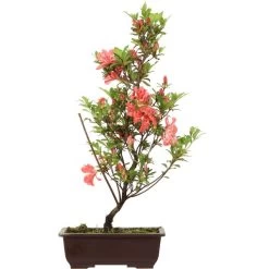 Satsuki Azalee, Bonsai, 14 Jahre, 55cm