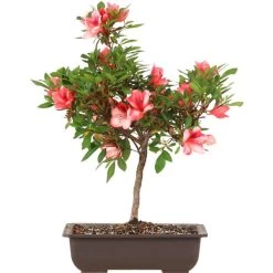 Satsuki Azalee Nanso No Haru, Bonsai, 15 Jahre, 45cm