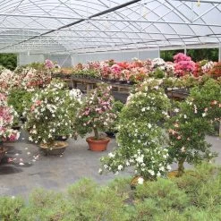 Mini Wald Verkauf -Mini Wald Verkauf orhoind153 452