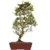 Satsuki Azalee Hakurei, Bonsai, 16 Jahre, 69cm -Mini Wald Verkauf orhoind161 13