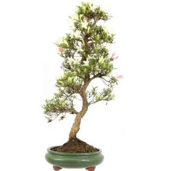 Satsuki Azalee Hakurei, Bonsai, 16 Jahre, 71cm