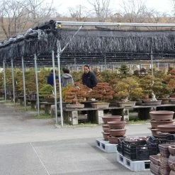 Mini Wald Verkauf -Mini Wald Verkauf orhoind161 152