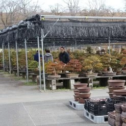 Mini Wald Verkauf -Mini Wald Verkauf orhoind161 172