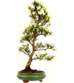Satsuki Azalee Hakurei, Bonsai, 16 Jahre, 71cm