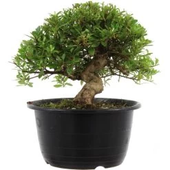 Satsuki Azalee Hi No Maru, Bonsai, 18 Jahre, 28cm