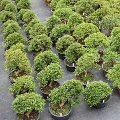 Satsuki Azalee Sachin, Bonsai, 18 Jahre, 29cm -Mini Wald Verkauf orhoind181 083