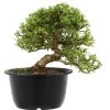 Satsuki Azalee Sachin, Bonsai, 18 Jahre, 30cm -Mini Wald Verkauf orhoind181 11