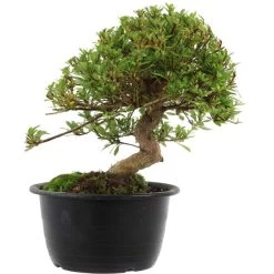 Satsuki Azalee Sachin, Bonsai, 18 Jahre, 33cm