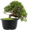 Satsuki Azalee Hi No Maru, Bonsai, 18 Jahre, 29cm -Mini Wald Verkauf orhoind181 22