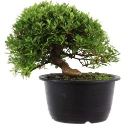 Satsuki Azalee Hi No Maru, Bonsai, 18 Jahre, 28cm