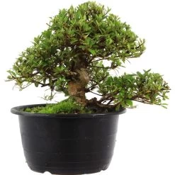 Satsuki Azalee Sachin, Bonsai, 18 Jahre, 28cm