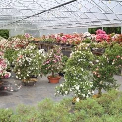 Mini Wald Verkauf -Mini Wald Verkauf orhoind202 062