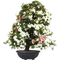 Satsuki Azalee Koki, Bonsai, 35 Jahre, 139cm