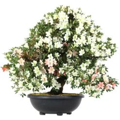 Satsuki Azalee Shinshun, Bonsai, 35 Jahre, 109cm
