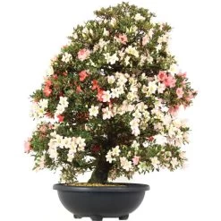 Satsuki Azalee, Bonsai, 35 Jahre, 128cm