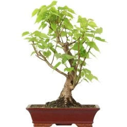 Winterlinde, Bonsai, 18 Jahre, 60cm